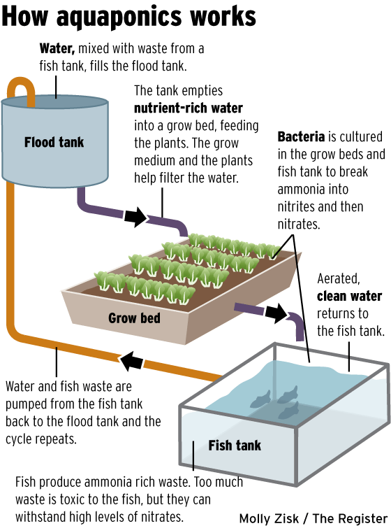 Sustainable agriculture advances with aquaponics | LinkedIn